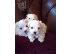 PoulaTo: X-Mass Maltese Puppies Available